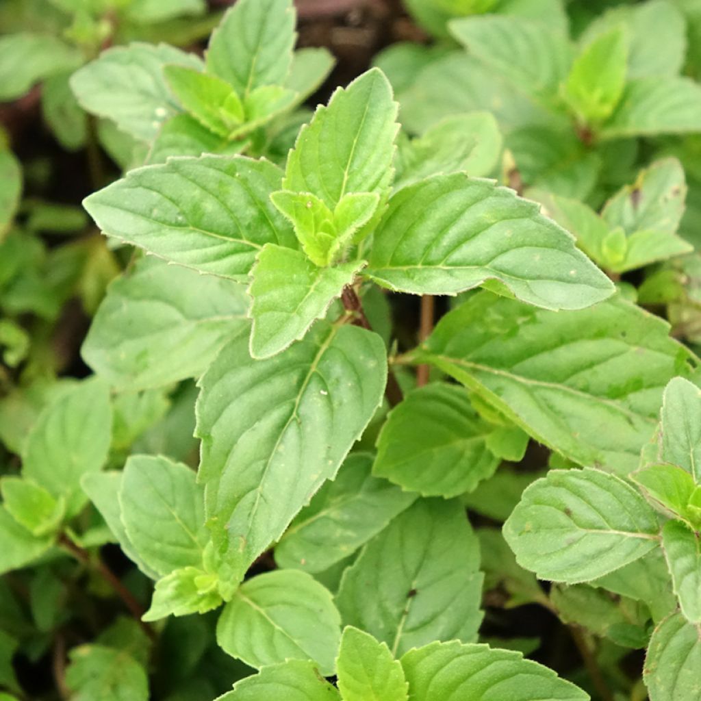 Hortelã-pimenta Gengibre - Mentha piperita Ginger