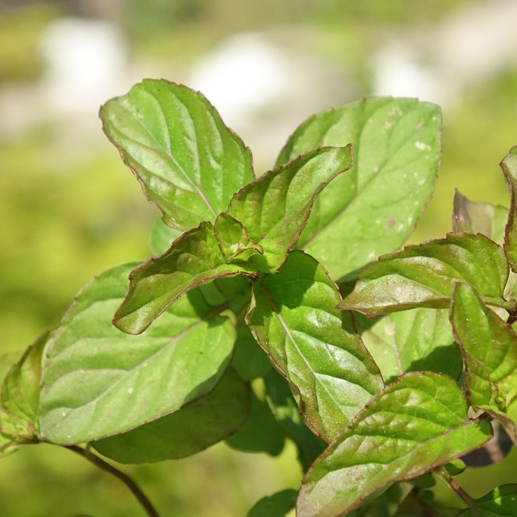 Menthe Goût d'Orange - Mentha citrata Goût d'Orange 