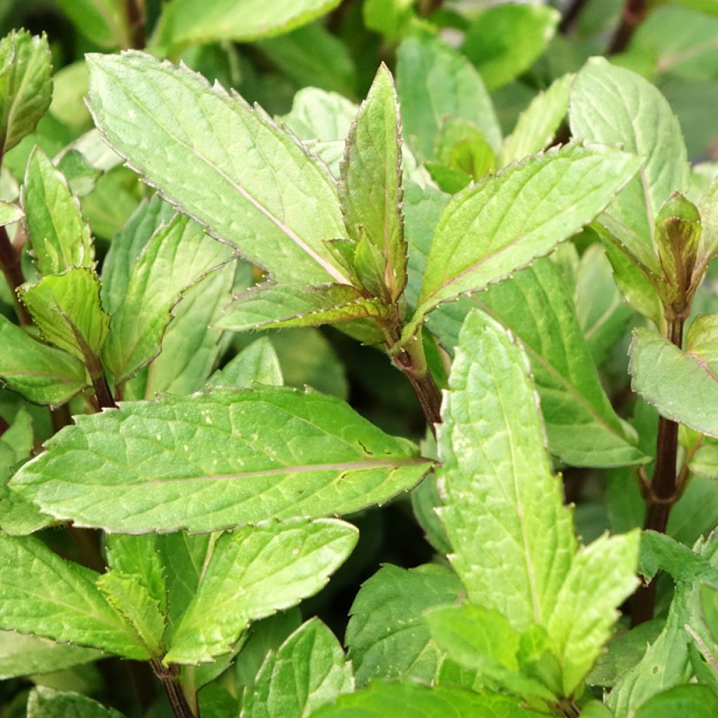 Hortelã-pimenta - Mentha piperata plantas jovens biológicas
