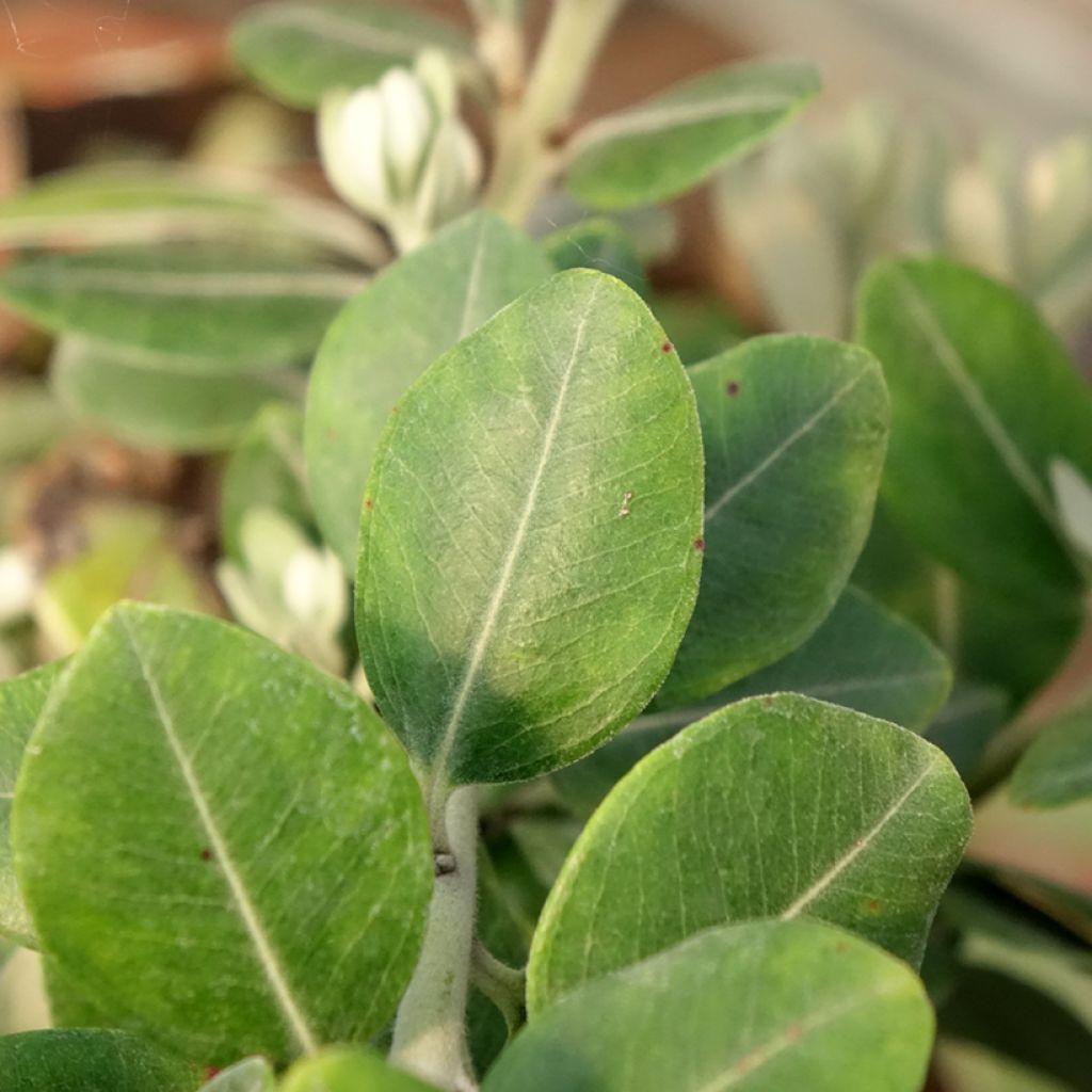 Metrosideros × thomasii