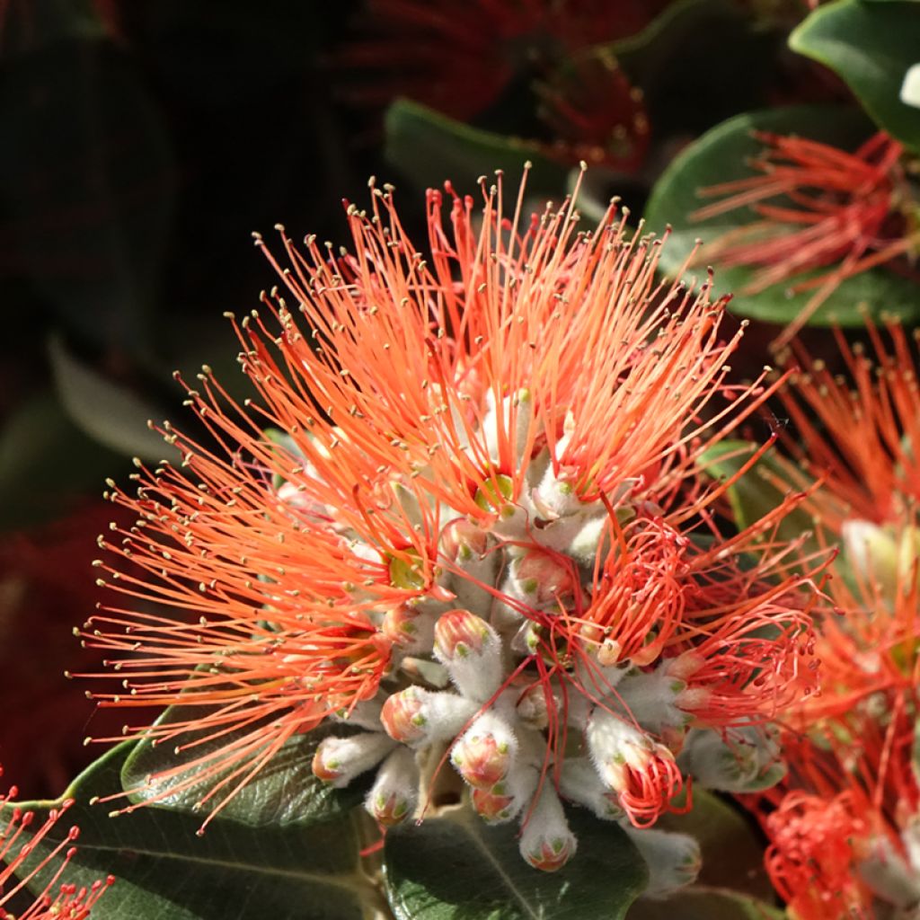 Metrosideros × thomasii