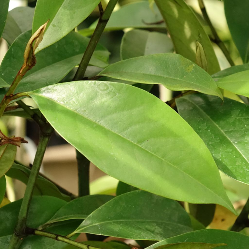 Magnolia Allspice  - Magnólia-banana