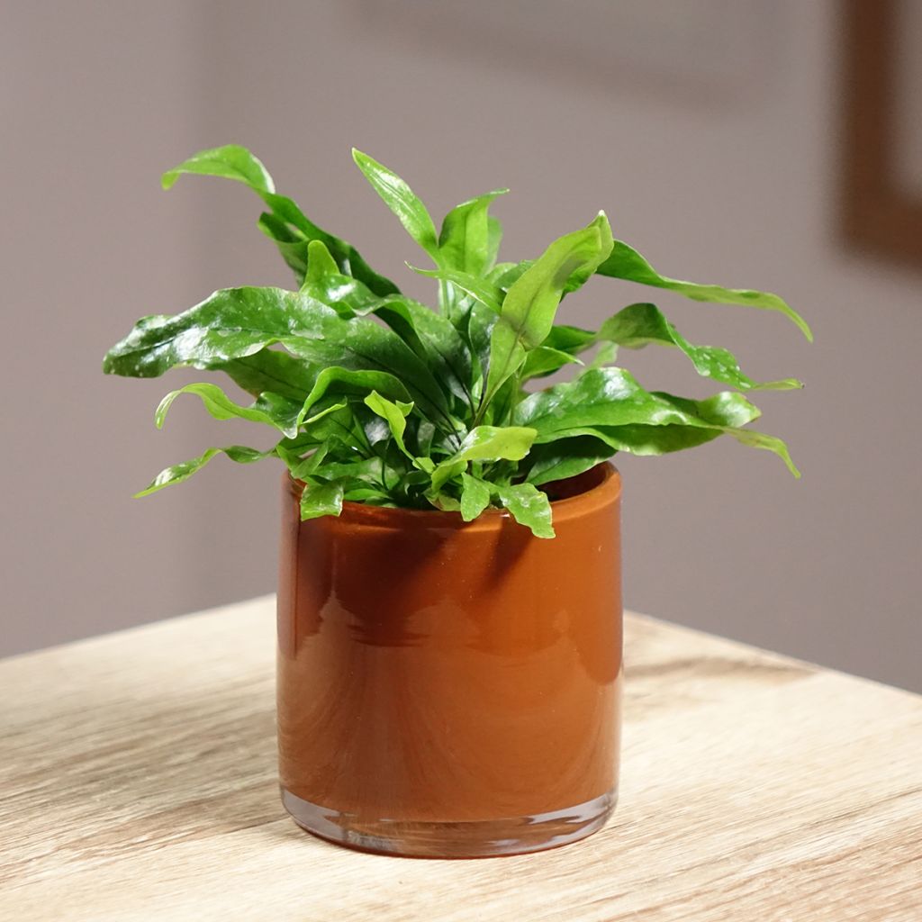 Microsorum pteropus - Fougère de Java