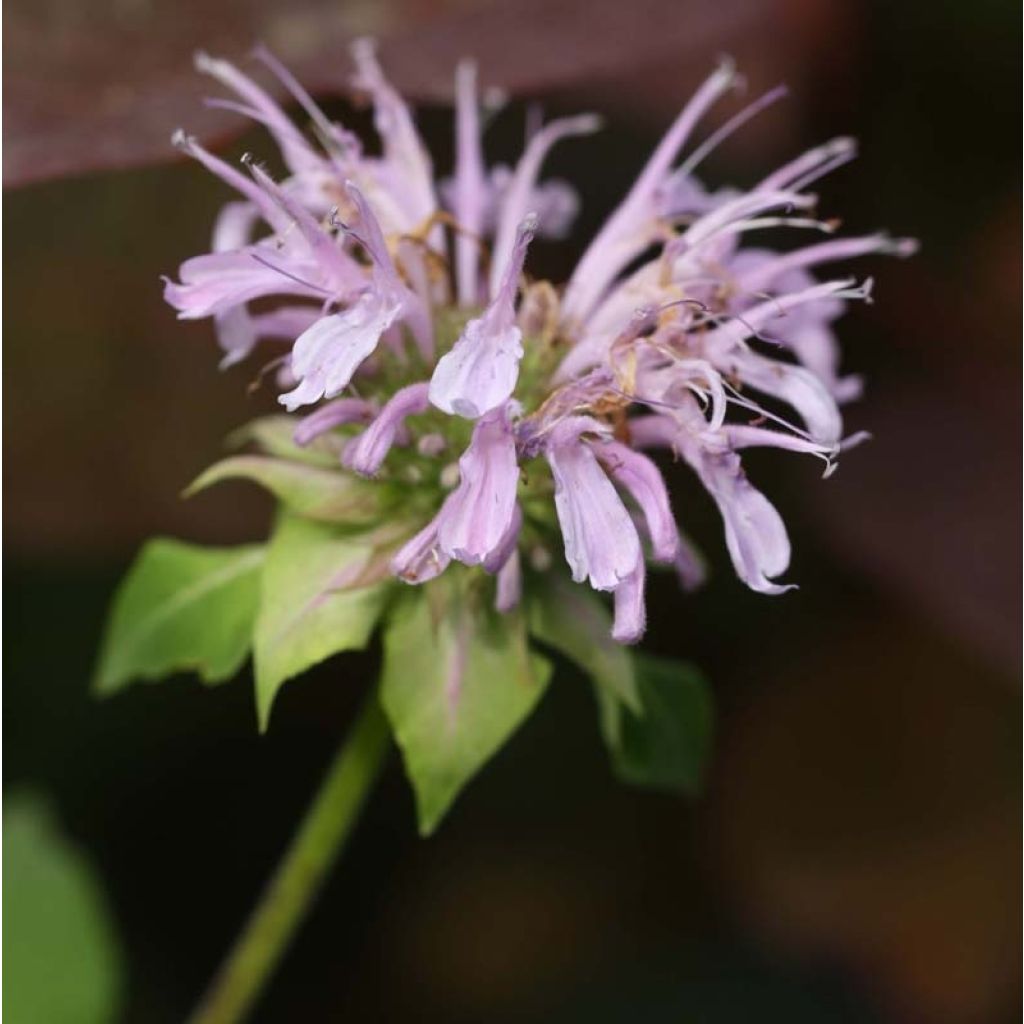 Monarde Beauty of Cobham - Bergamote rose