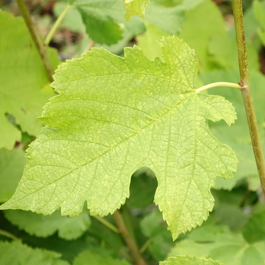 Morus acidosa Mulle - Moerbeiboom