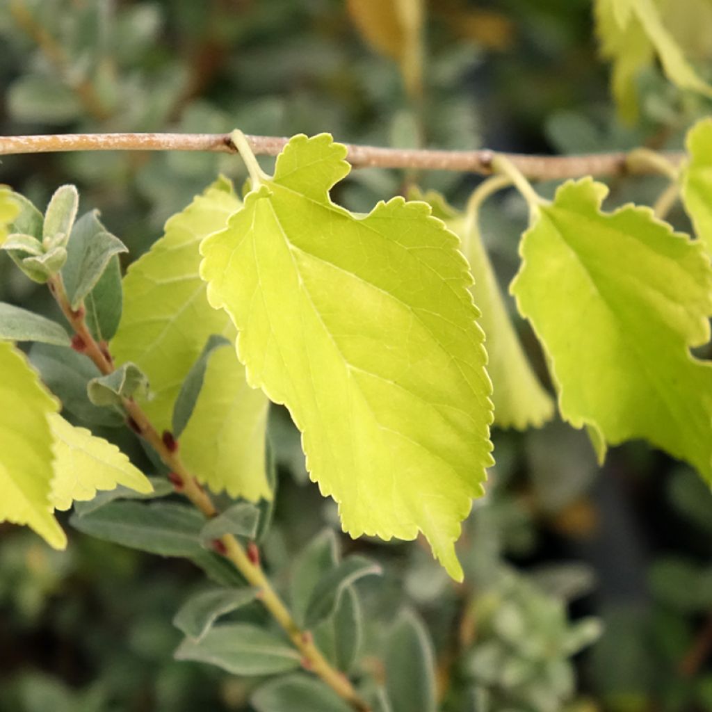 Morus alba Milanowek - Amoreira-branca