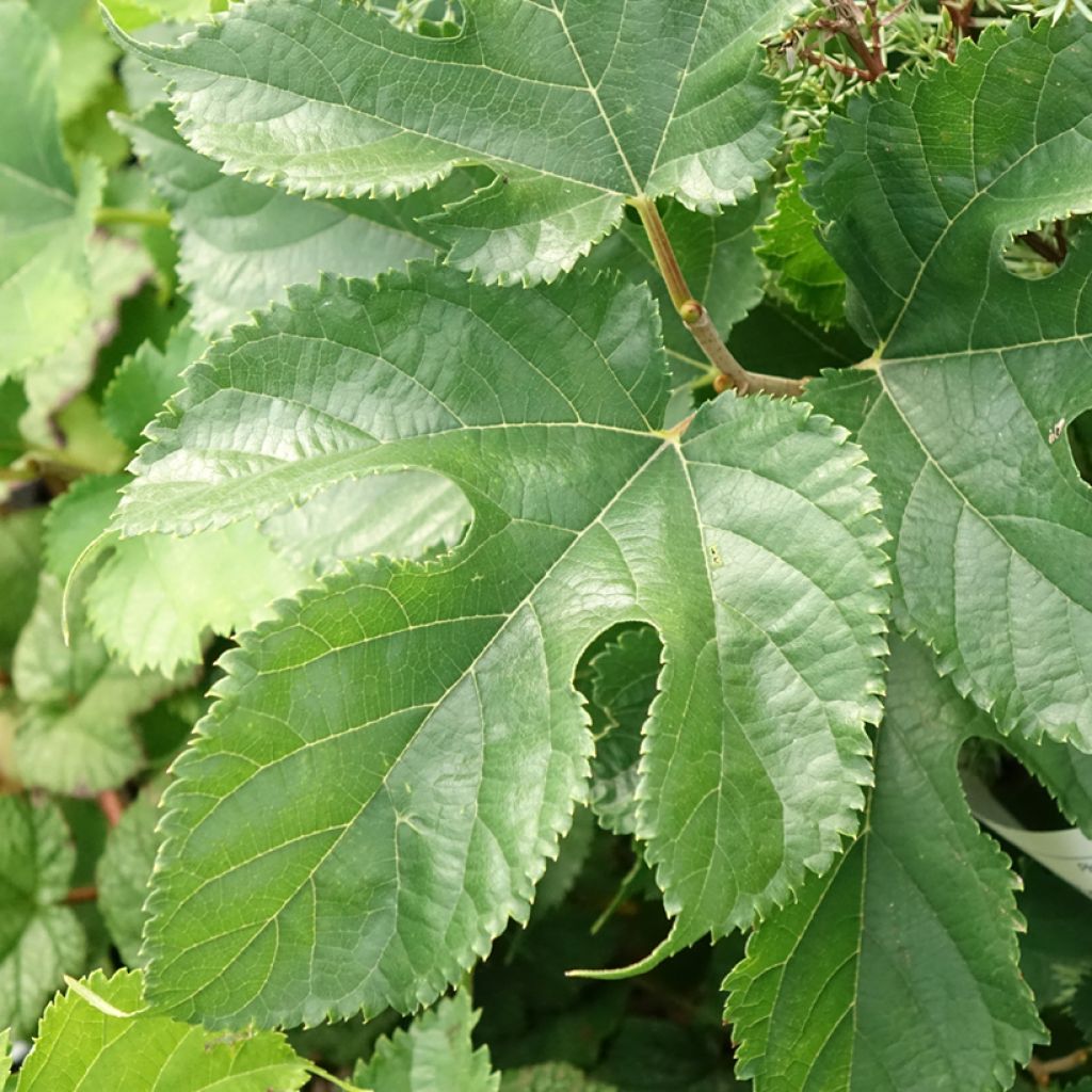 Morus alba Shin Tso - Amoreira-tortuosa