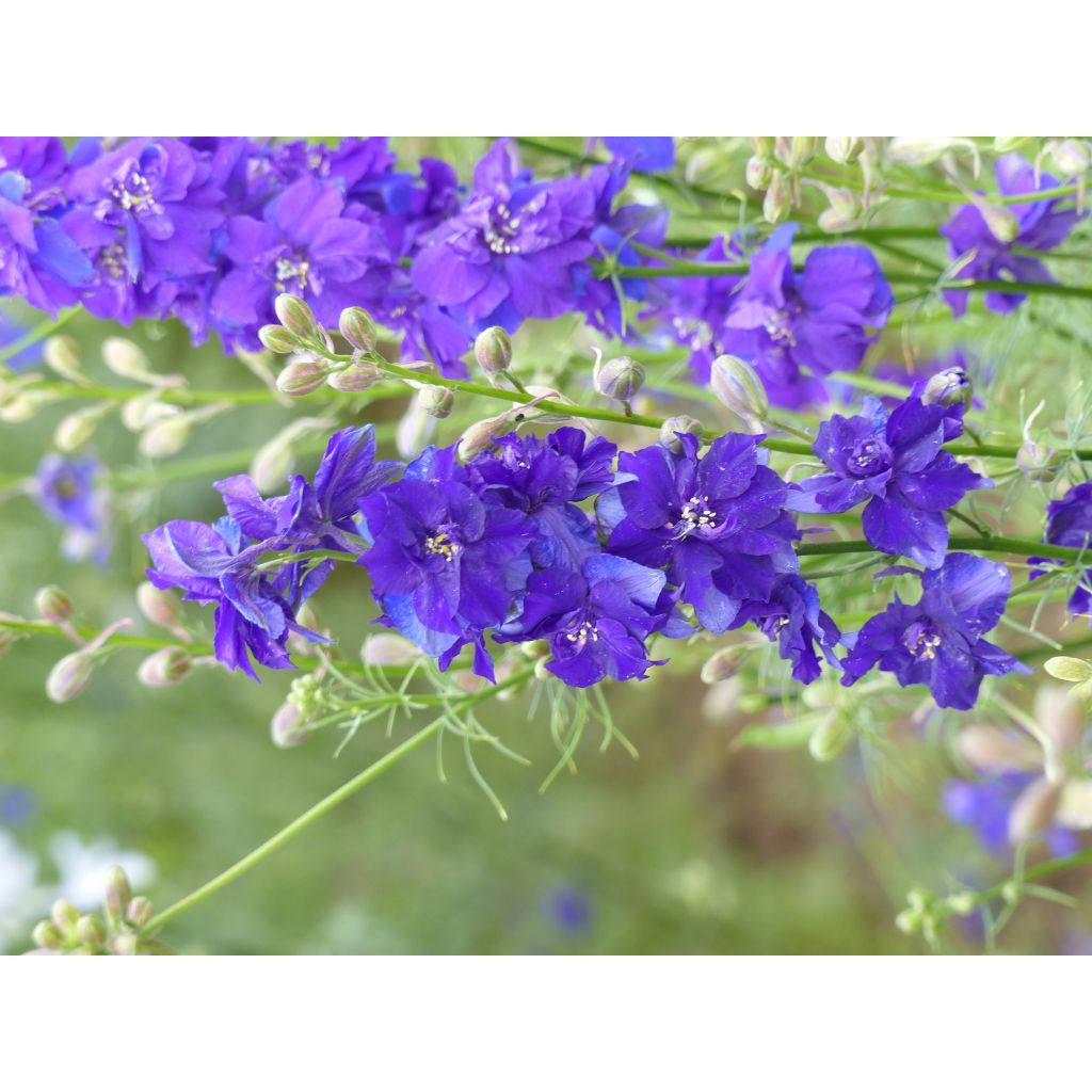 Graines de Delphinium DelQIS dark Blue Edge - Pied d'alouette