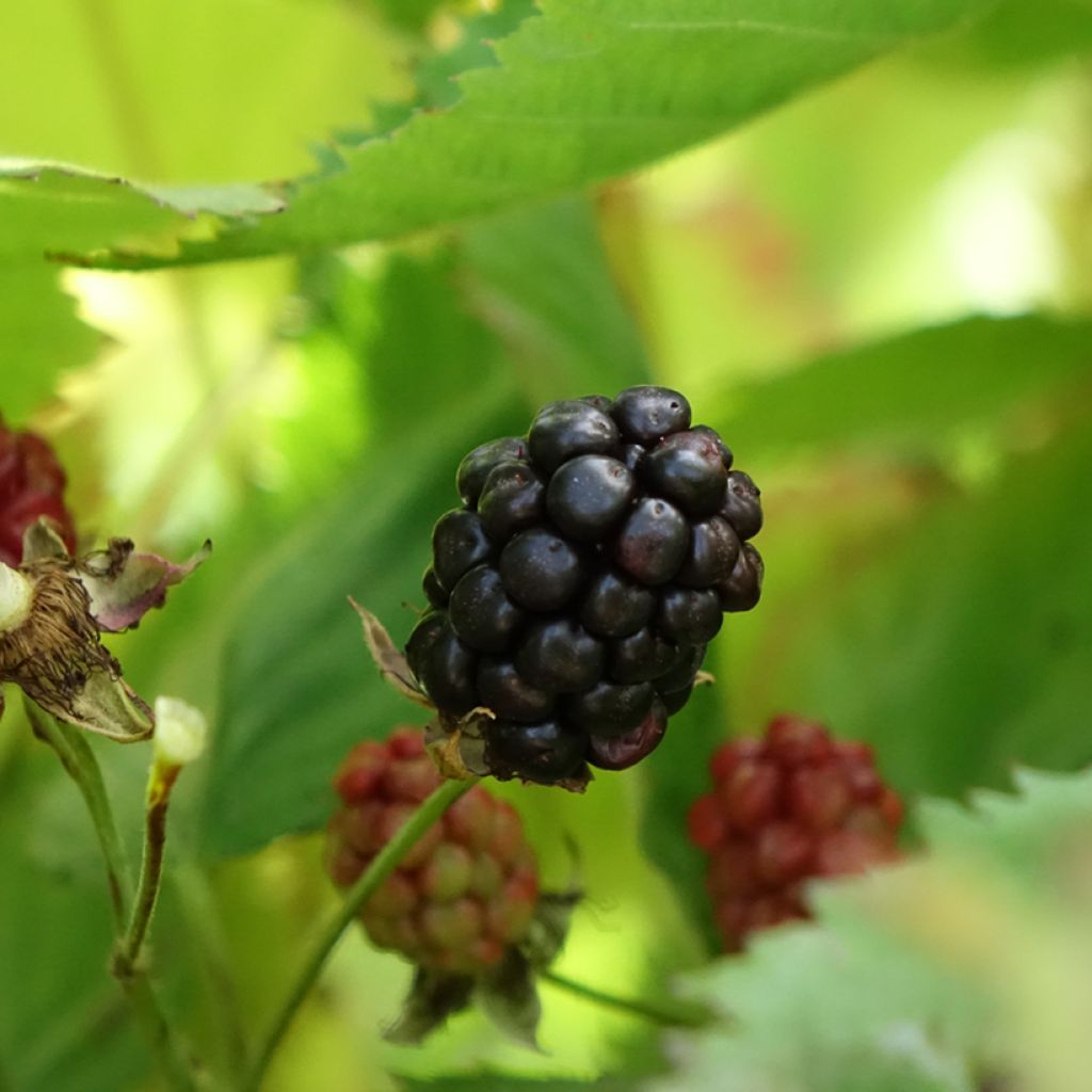 Doornloze braam Navaho The Big Easy