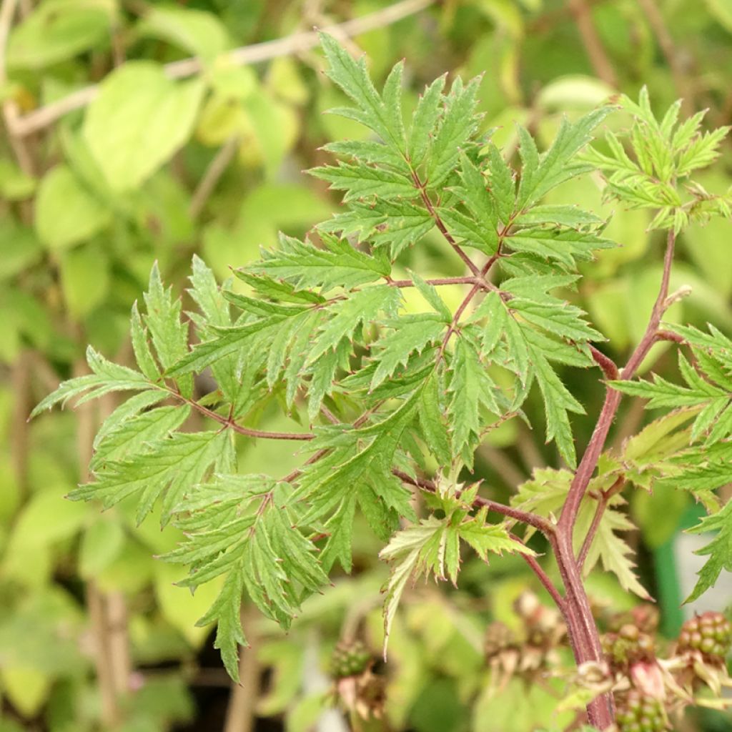 Amora-silvestre Oregon Thornless sem espinhos