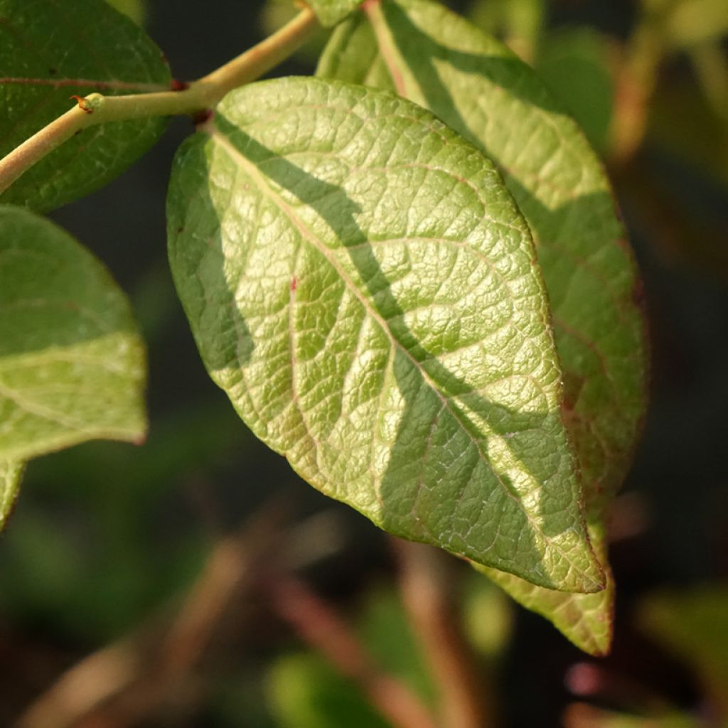 Mirtilo Goldtraube - Vaccinium corymbosum