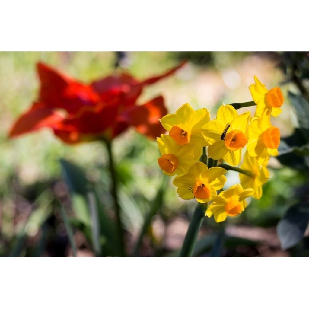 Narcisse Grand Soleil d Or