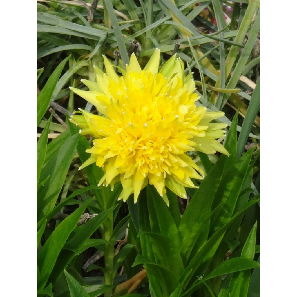 Narcisse Rip Van Winkle