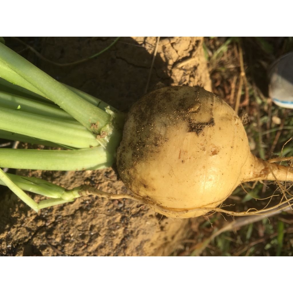 Navet jaune Boule d'Or - Vilmorin - Brassica rapa