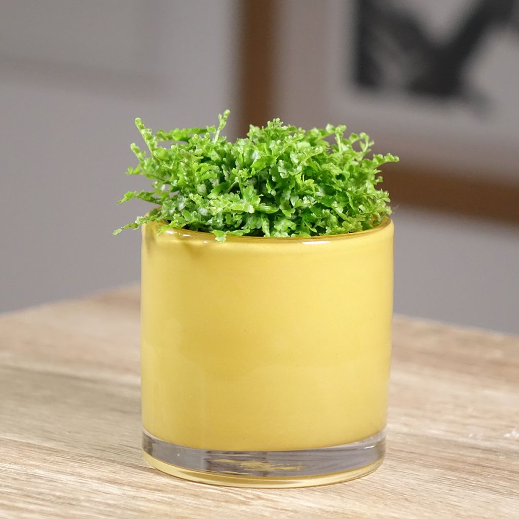 Nephrolepis exaltata Fluffy Ruffle - Fougère de Boston