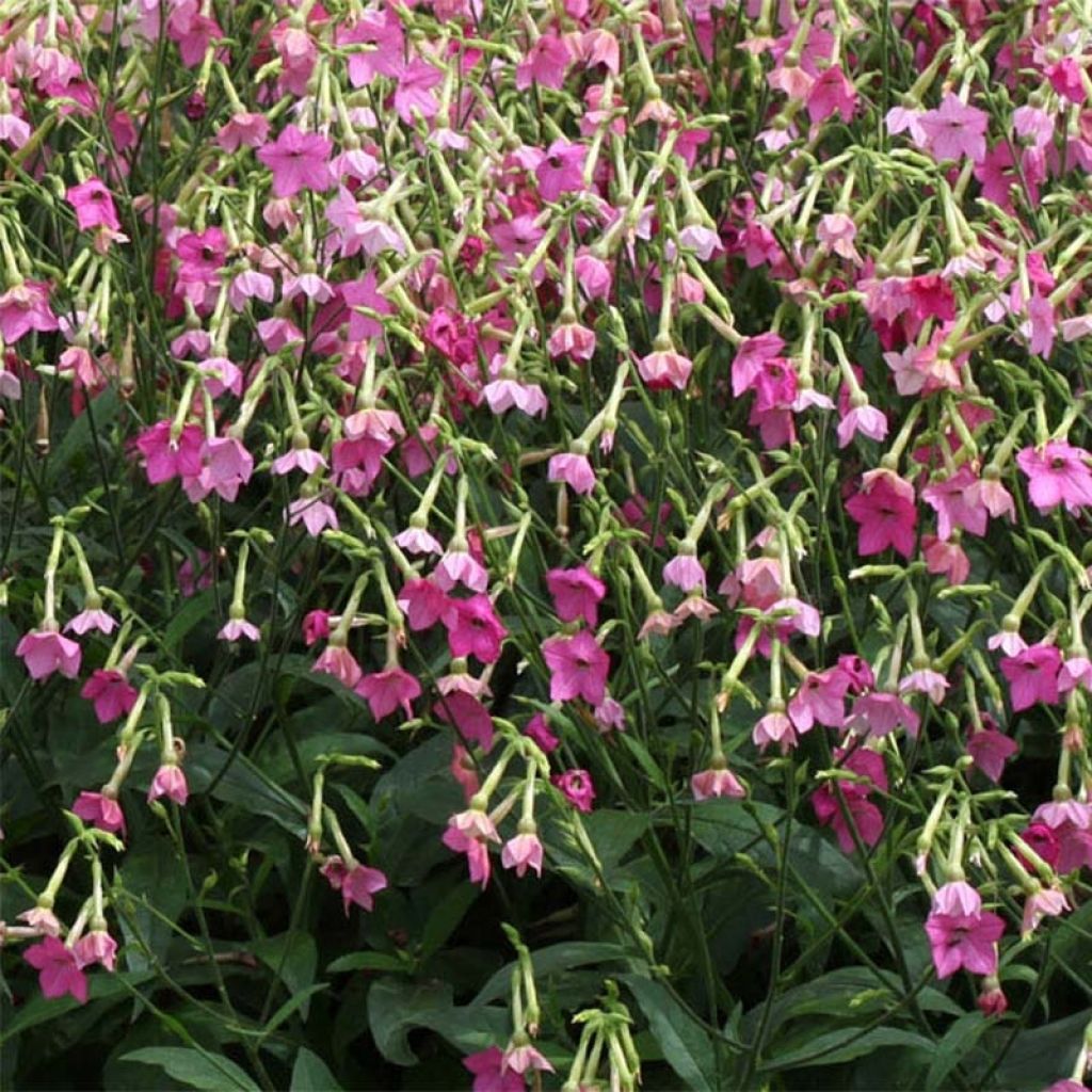 Tabac d'ornement - Nicotiana alata Vedado Rose Pink