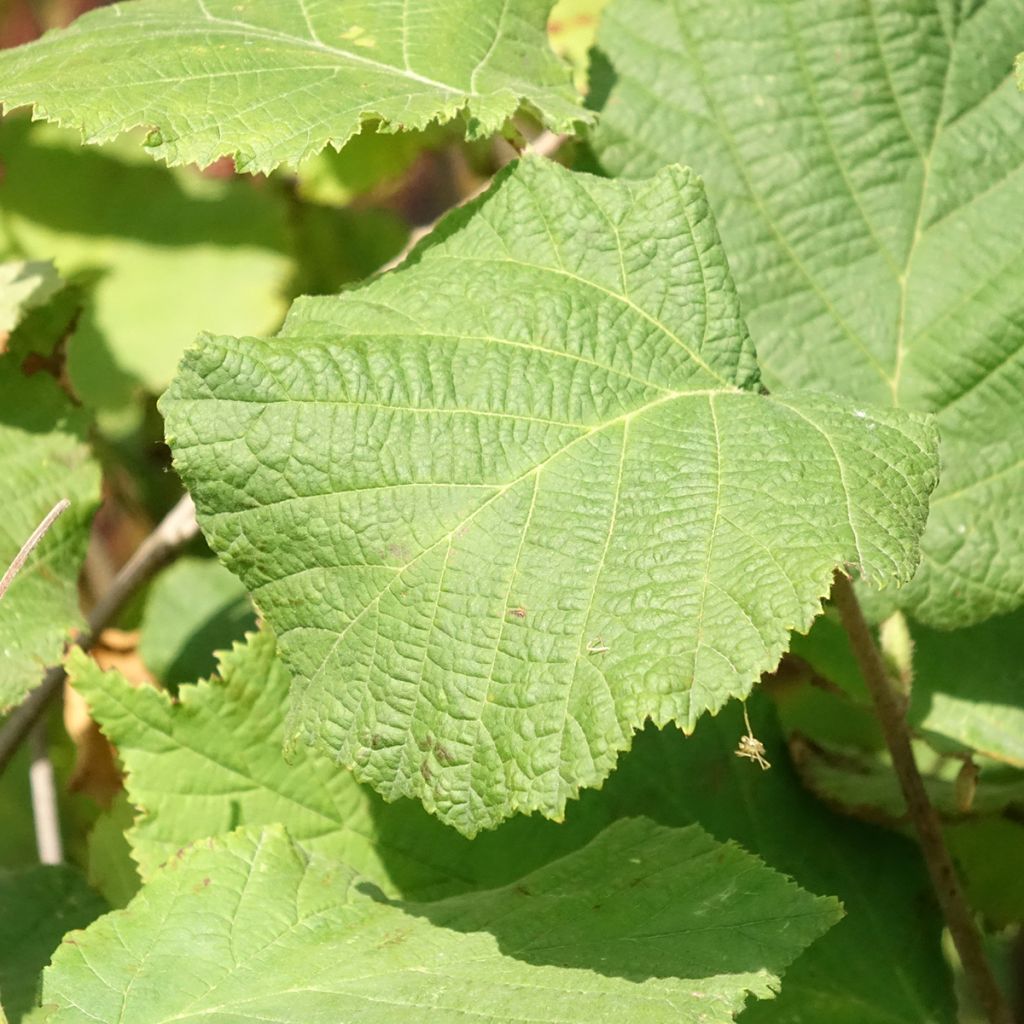 Aveleira Fértil de Coutard - Corylus avellana
