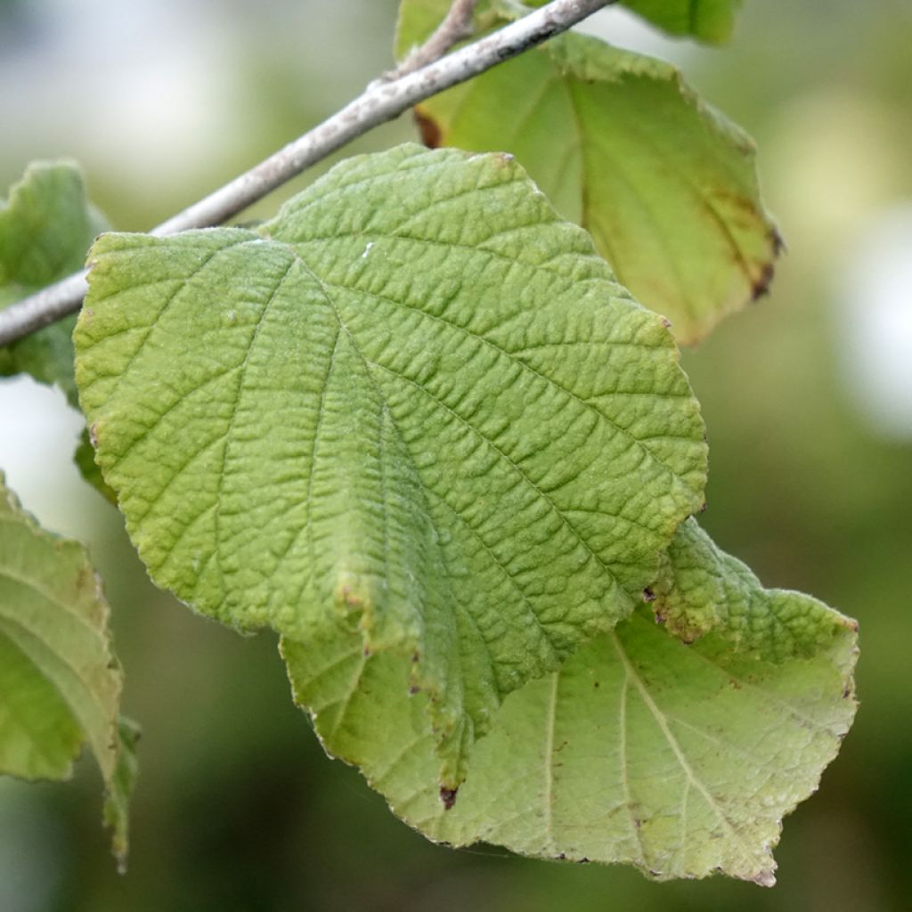 Aveleira Tonda Gentile Romana - Corylus avellana