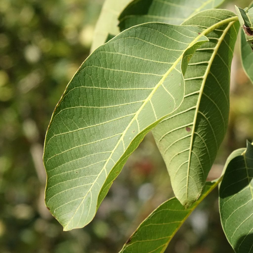 Nogueira-comum Mayette - Juglans regia