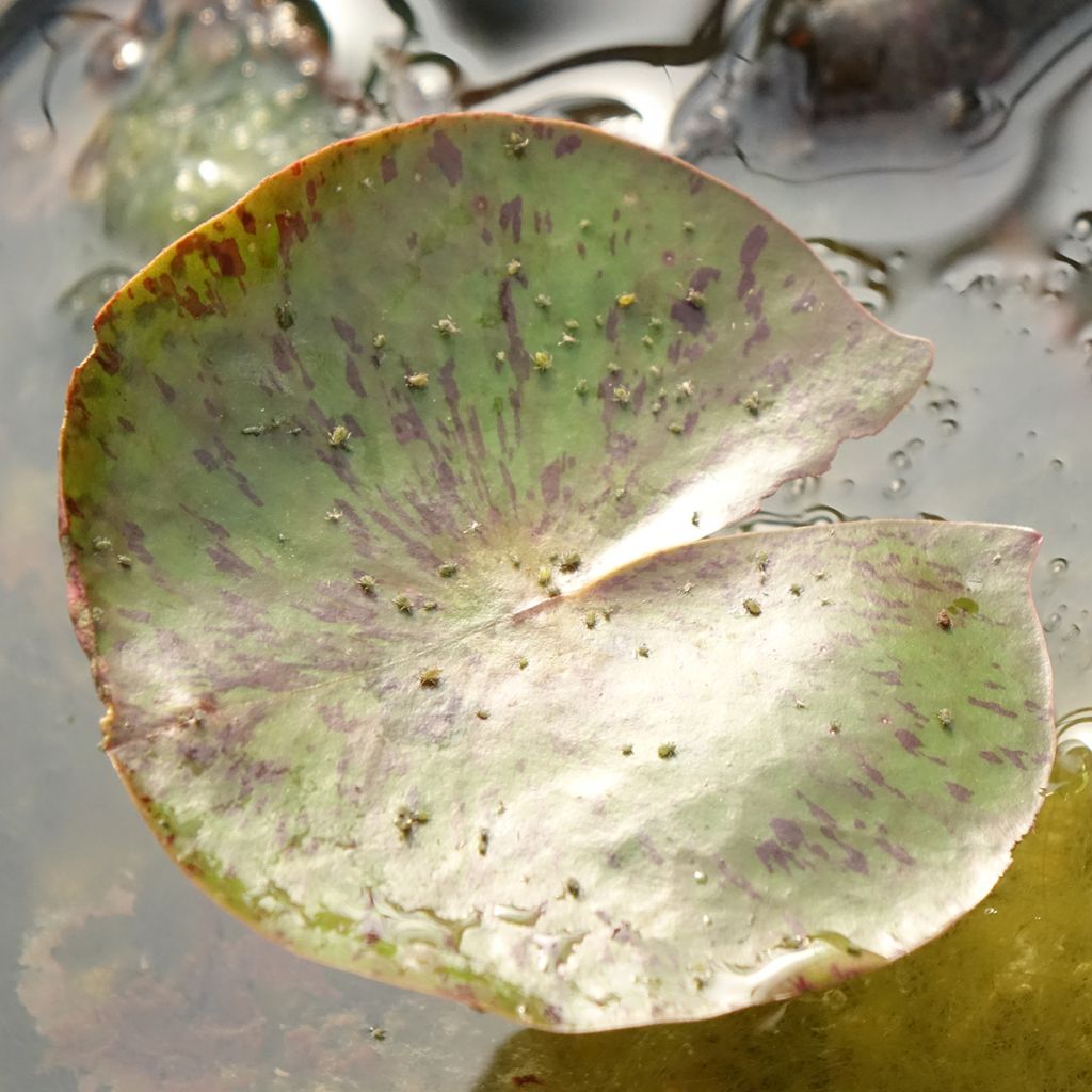Nenúfar Carolina Sunset