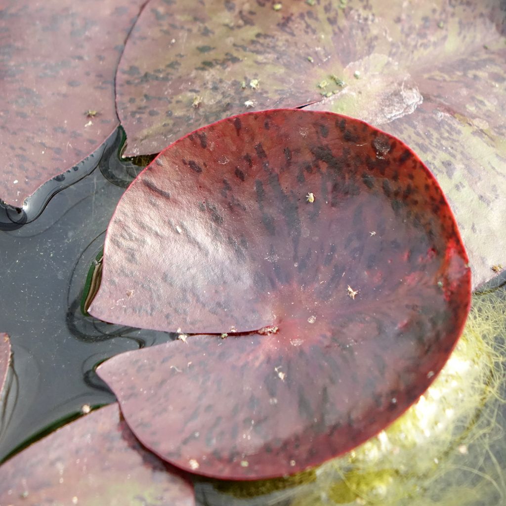 Nenúfar Gregg's Orange Beauty