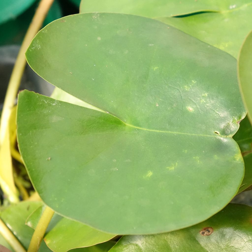 Nenúfar Perry's Double White
