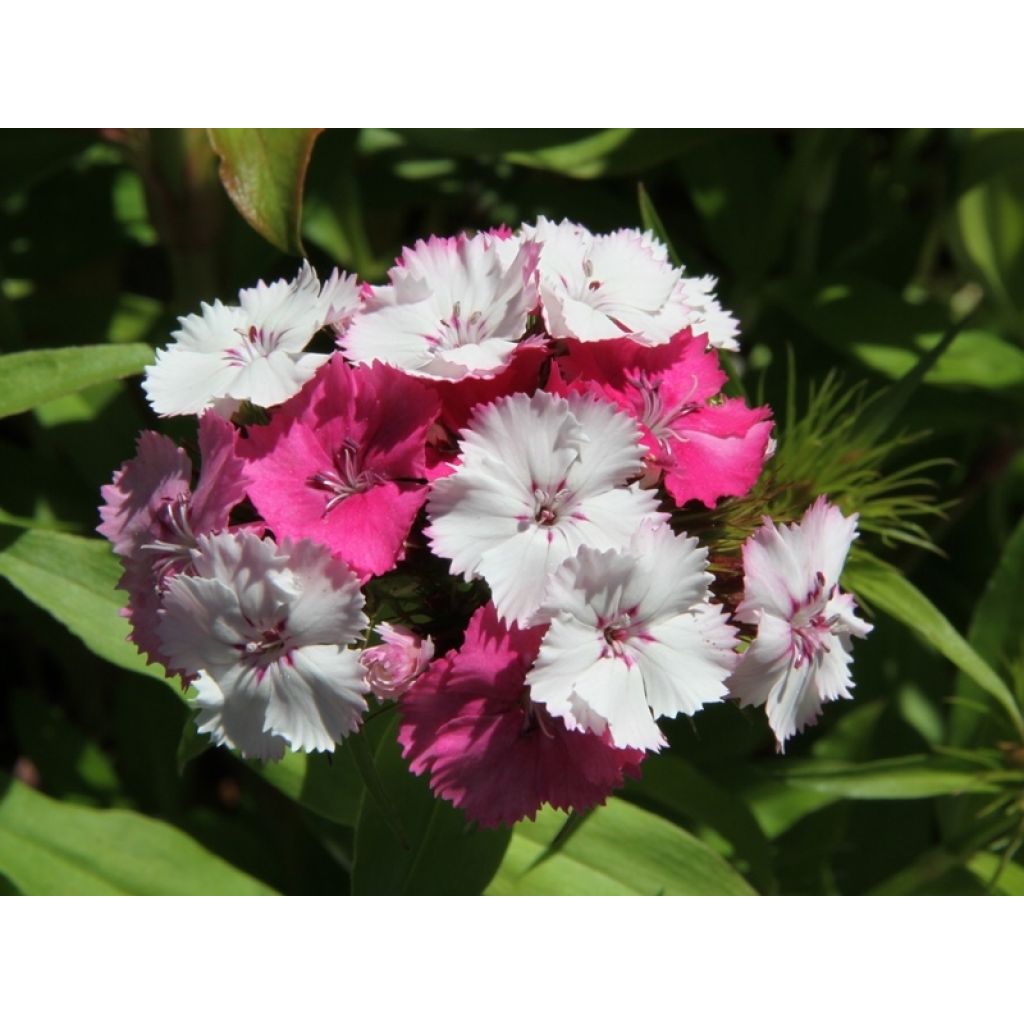 Graines d’Oeillet de poète Kaleidoscope en mélange - Dianthus barbatus