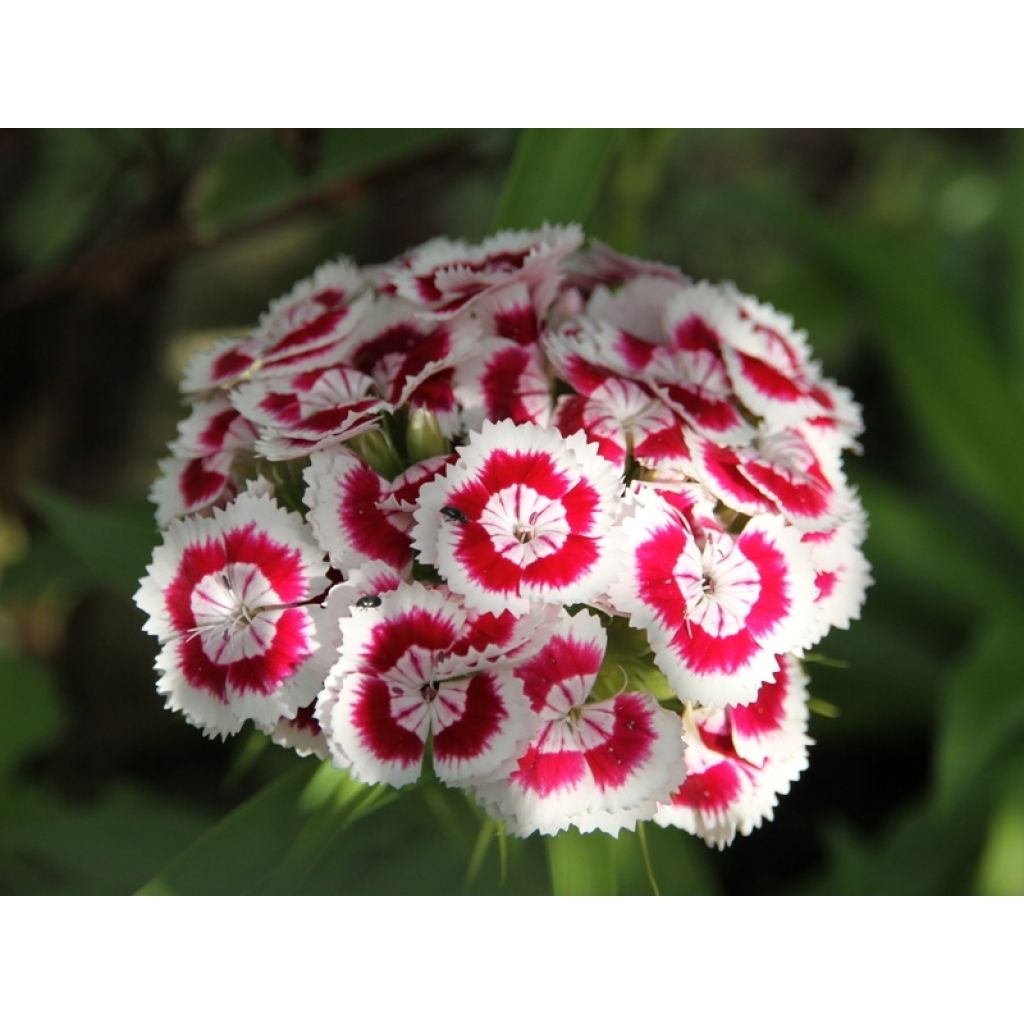 Graines d'Oeillet de Poète à fleurs simples en mélange - Dianthus barbatus