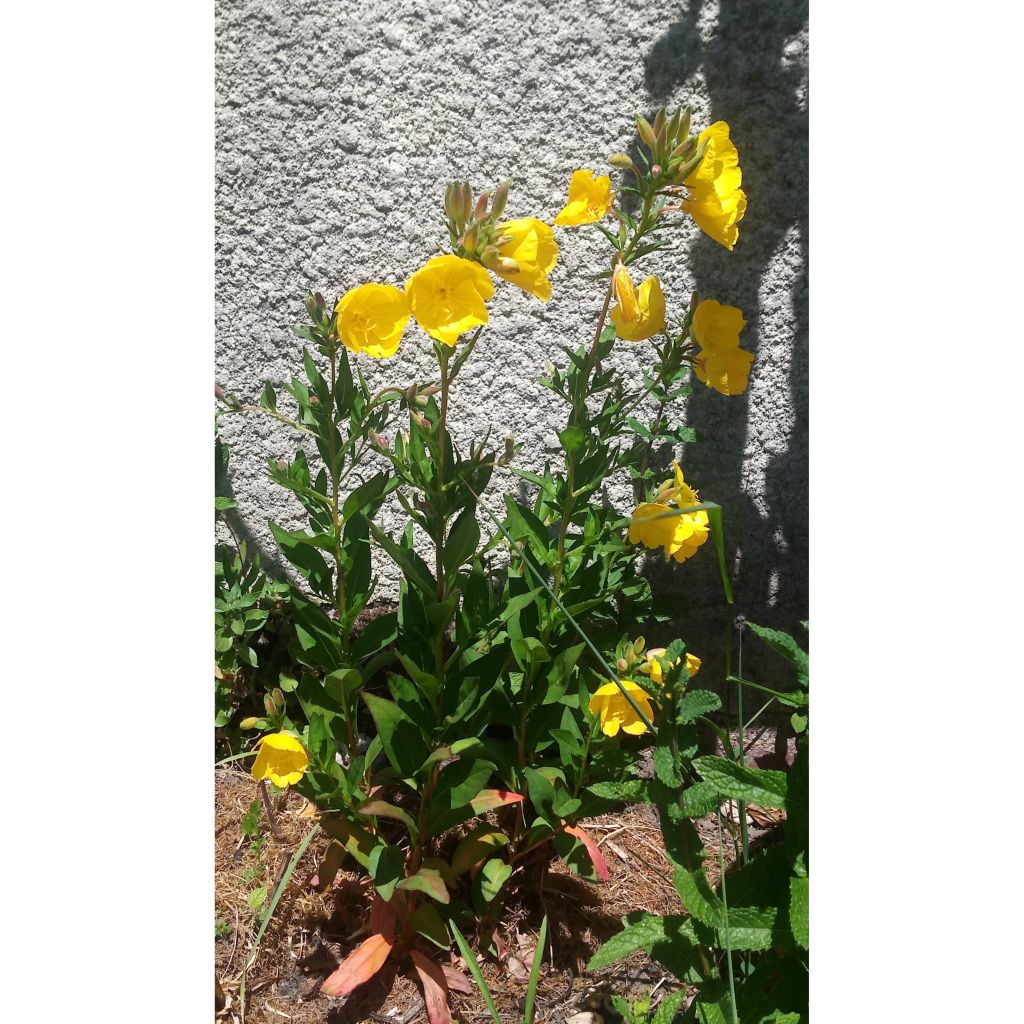Oenothera fruticosa Hohes Licht - Onagre