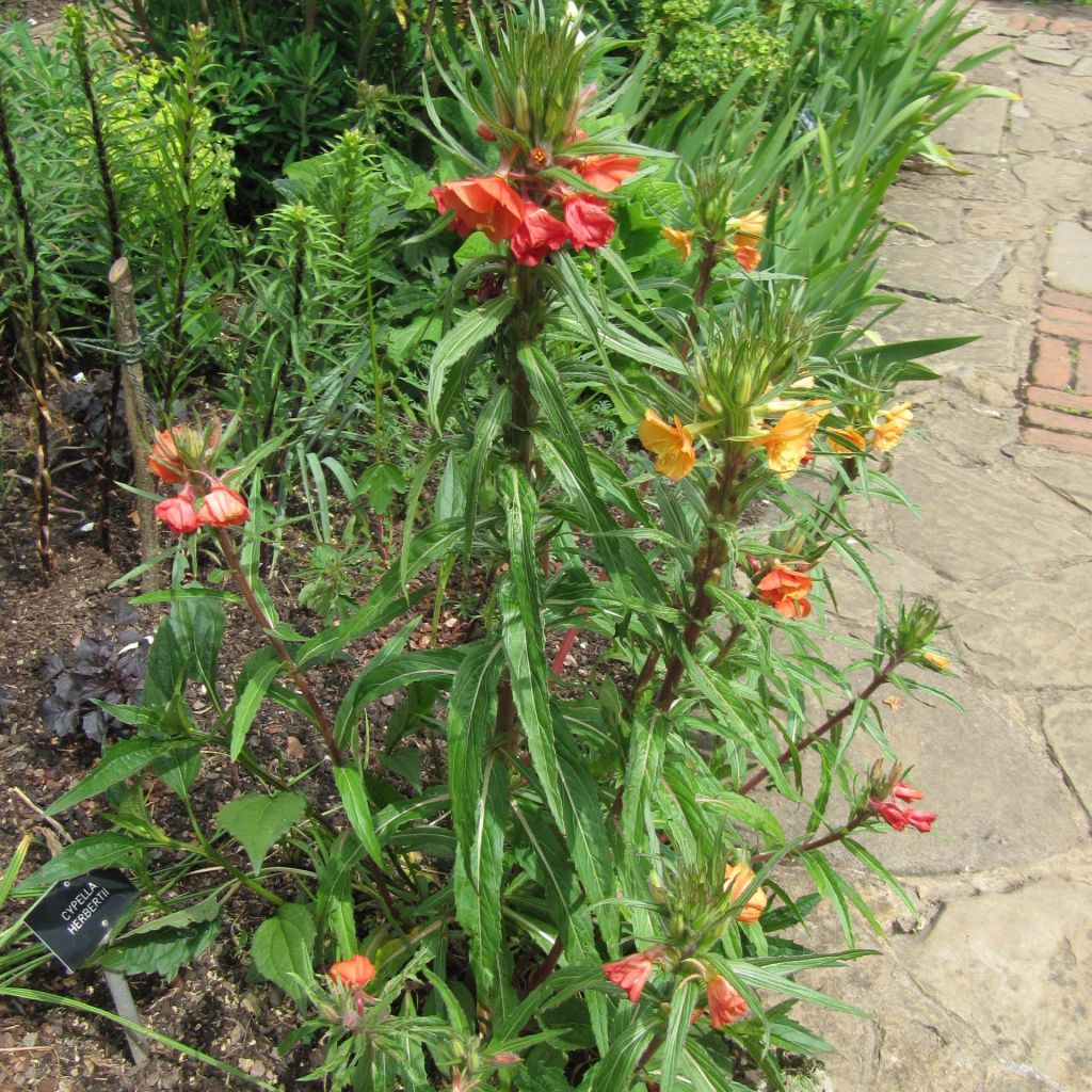 Oenothera versicolor - Oenothère, Onagre
