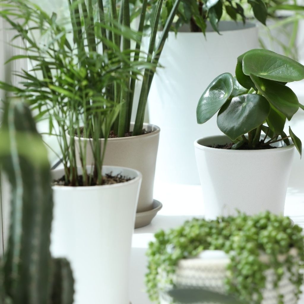 Offre découverte Plantes d'intérieur