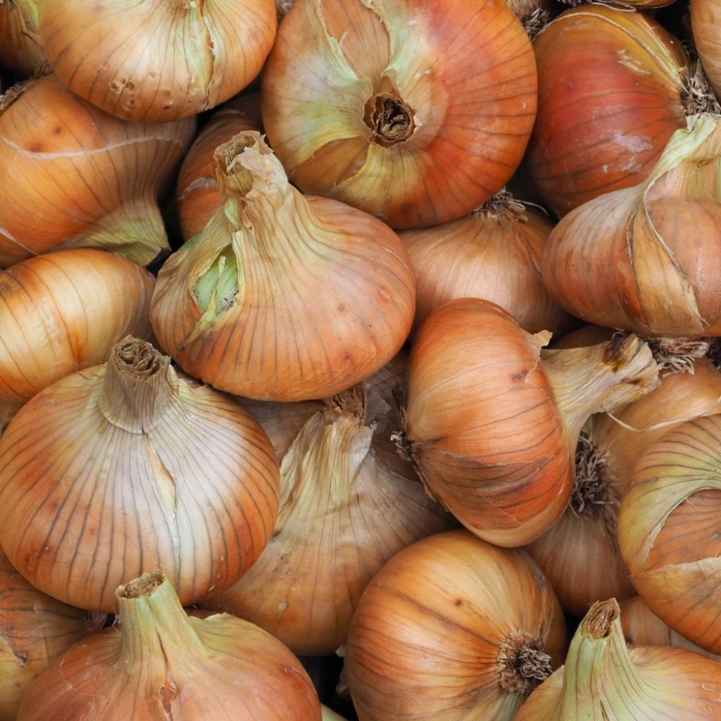 Ui Stuttgarter Riesen (pootgoed)