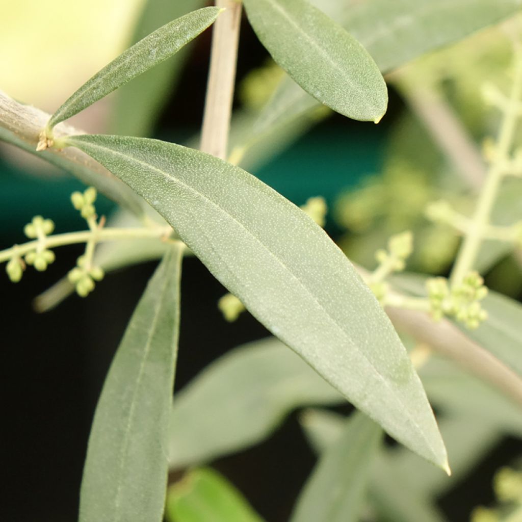 Oliveira Negrette - Olea europaea