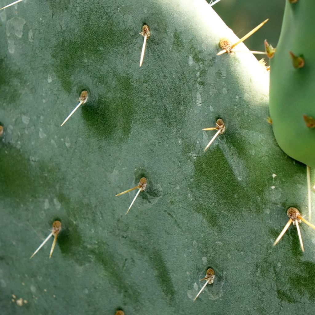 Opuntia engelmannii - Cacto-orelha-de-coelho