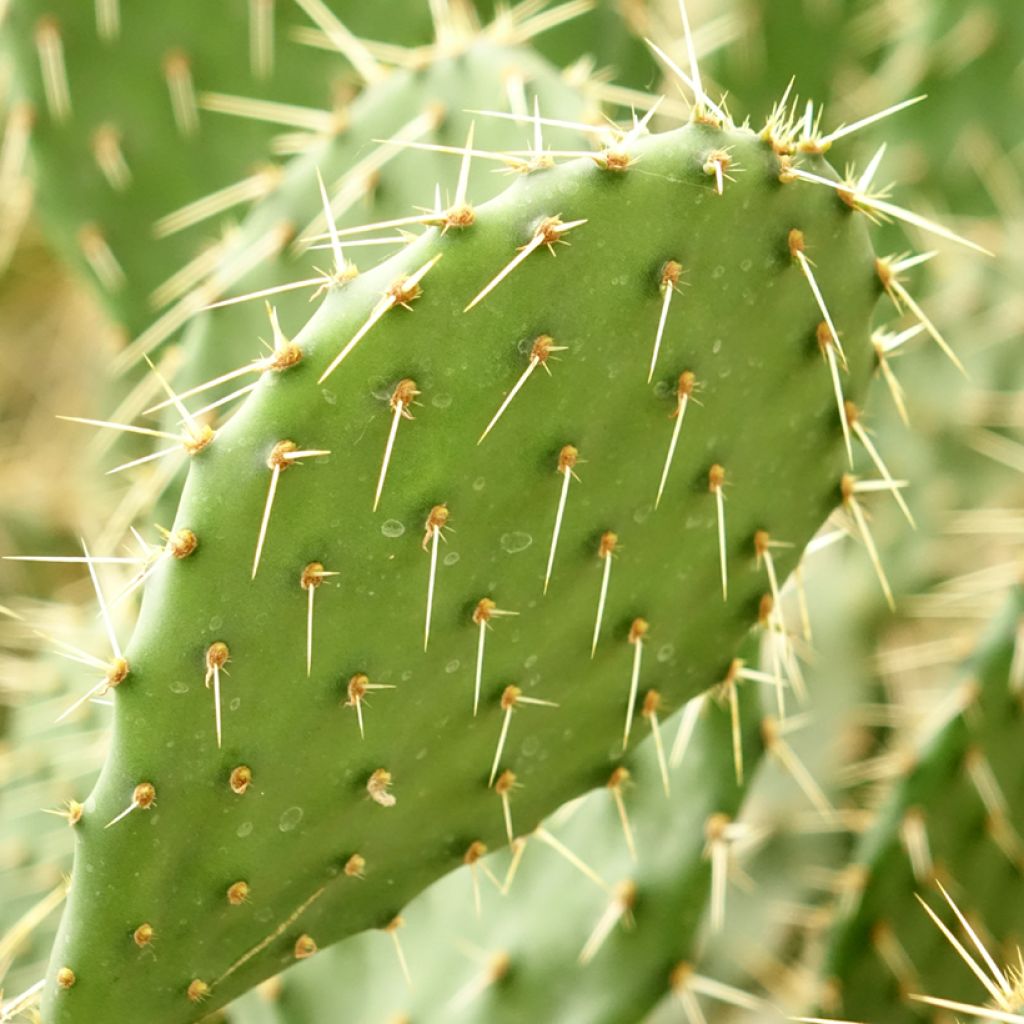 Opuntia howeyi
