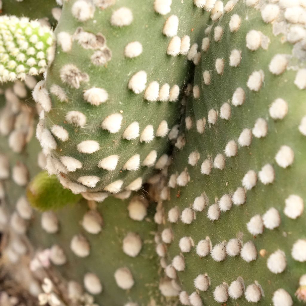 Opuntia microdasys var. albispina