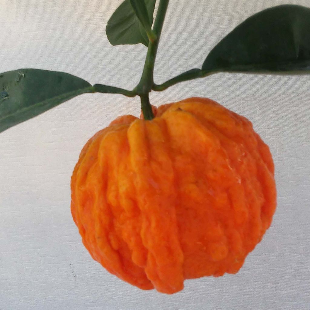 Oranger Corrugata - Citrus sinensis x aurantium