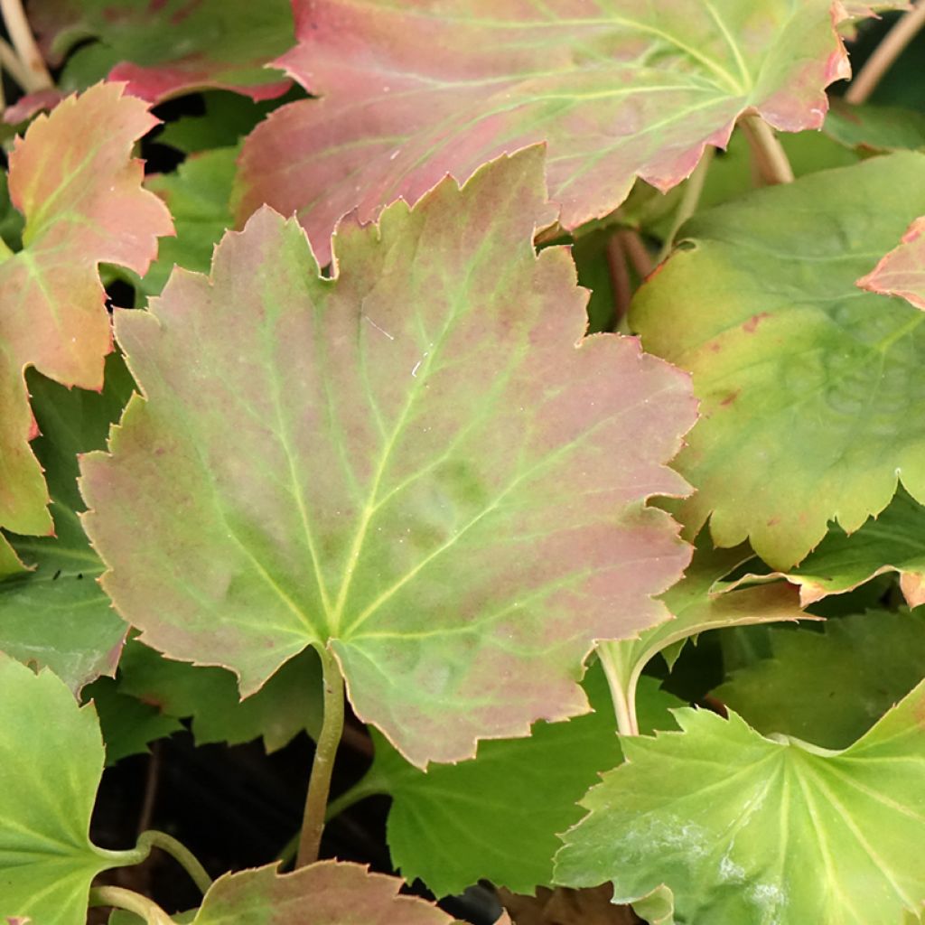 Mukdenia × Oresitrophe Fusion of Fire