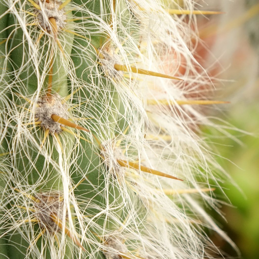 Oreocereus leucotrichus