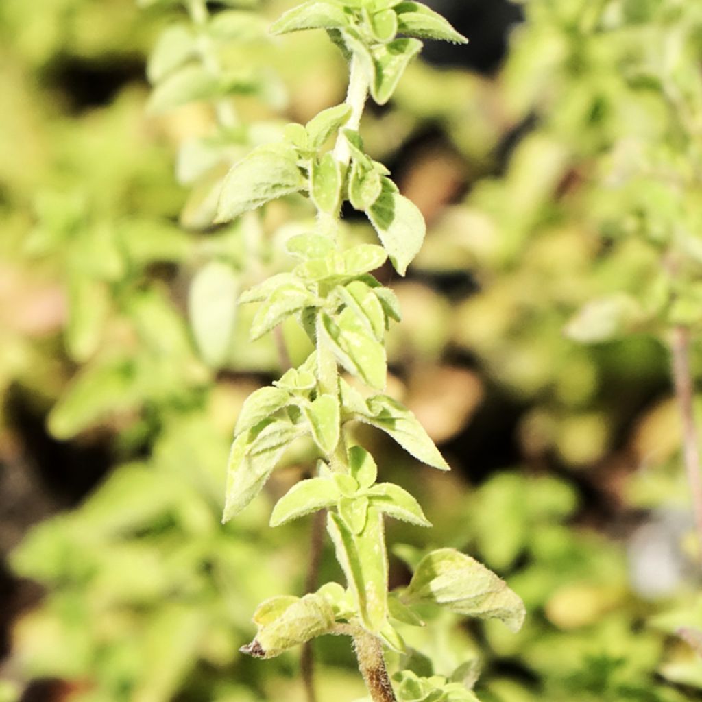 Orégão Hot and Spicy - Origanum vulgare