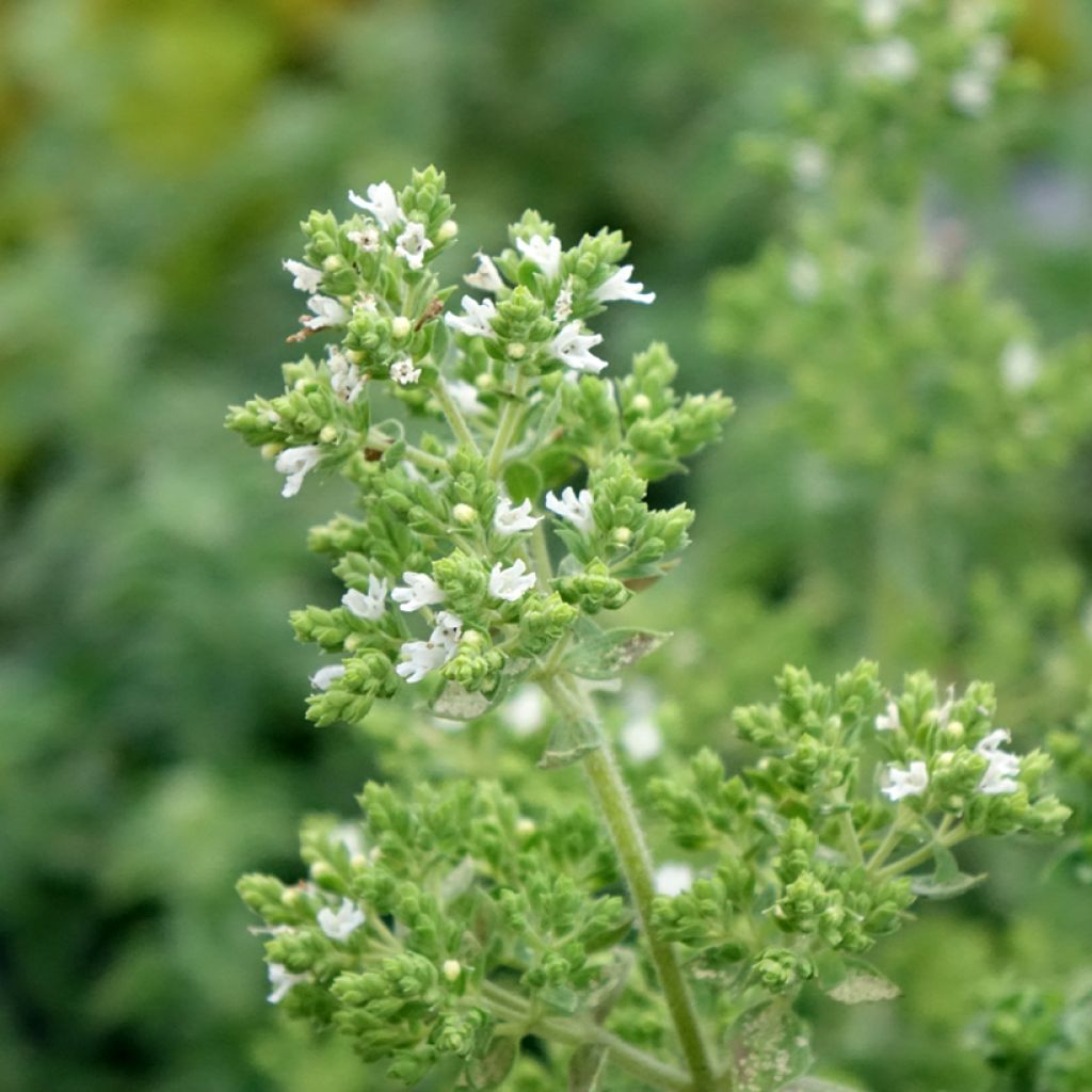 Orégão Hot and Spicy - Origanum vulgare