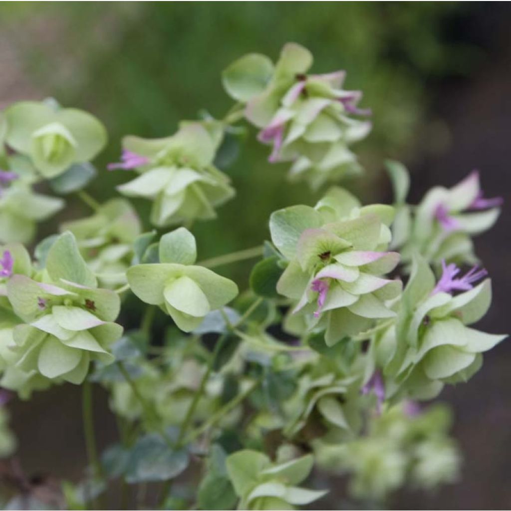 Origanum rotundifolium Kent Beauty - Origan, Marjolaine