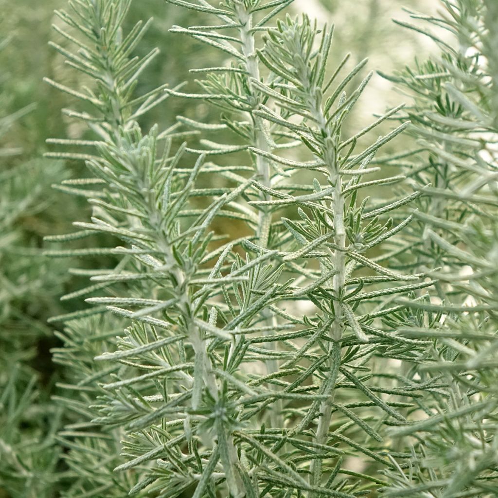 Ozothamnus rosmarinifolius Silver Jubilee