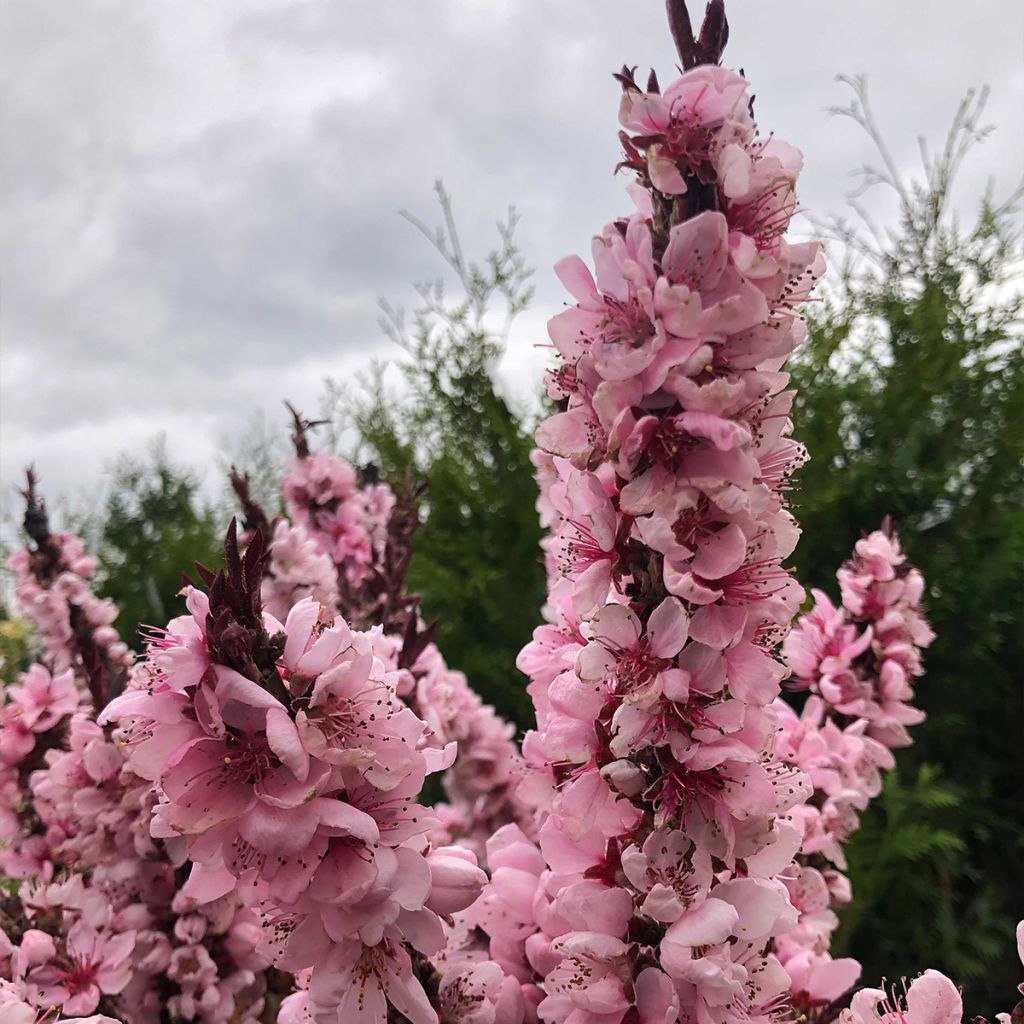 Pêcher - Prunus persica Nain Crimson Bonfire