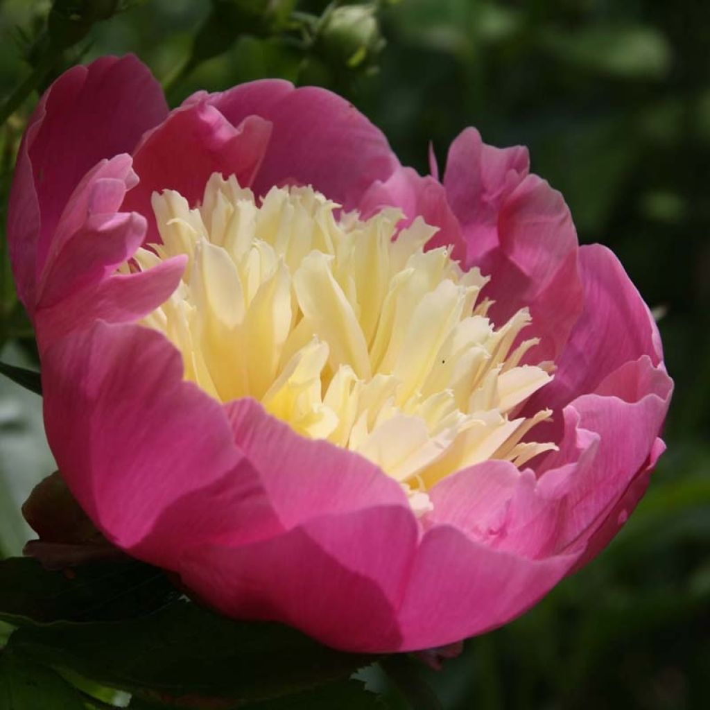 Pivoine lactiflora Bowl of Beauty