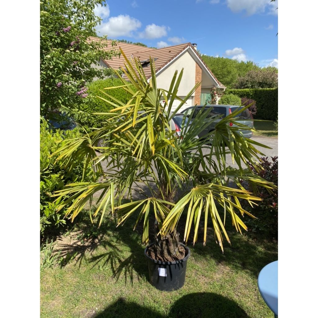 Palmier de Chine - Trachycarpus fortunei