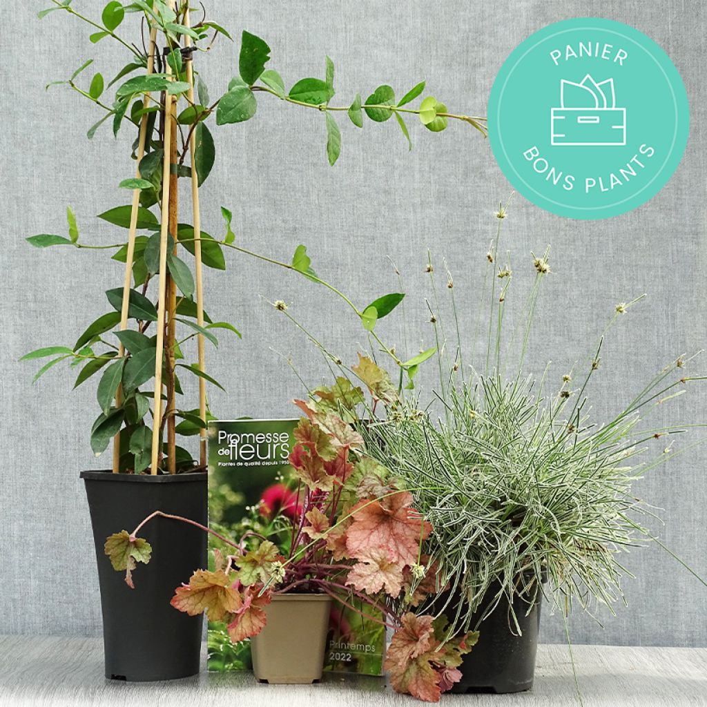 Cestas de plantas em desconto