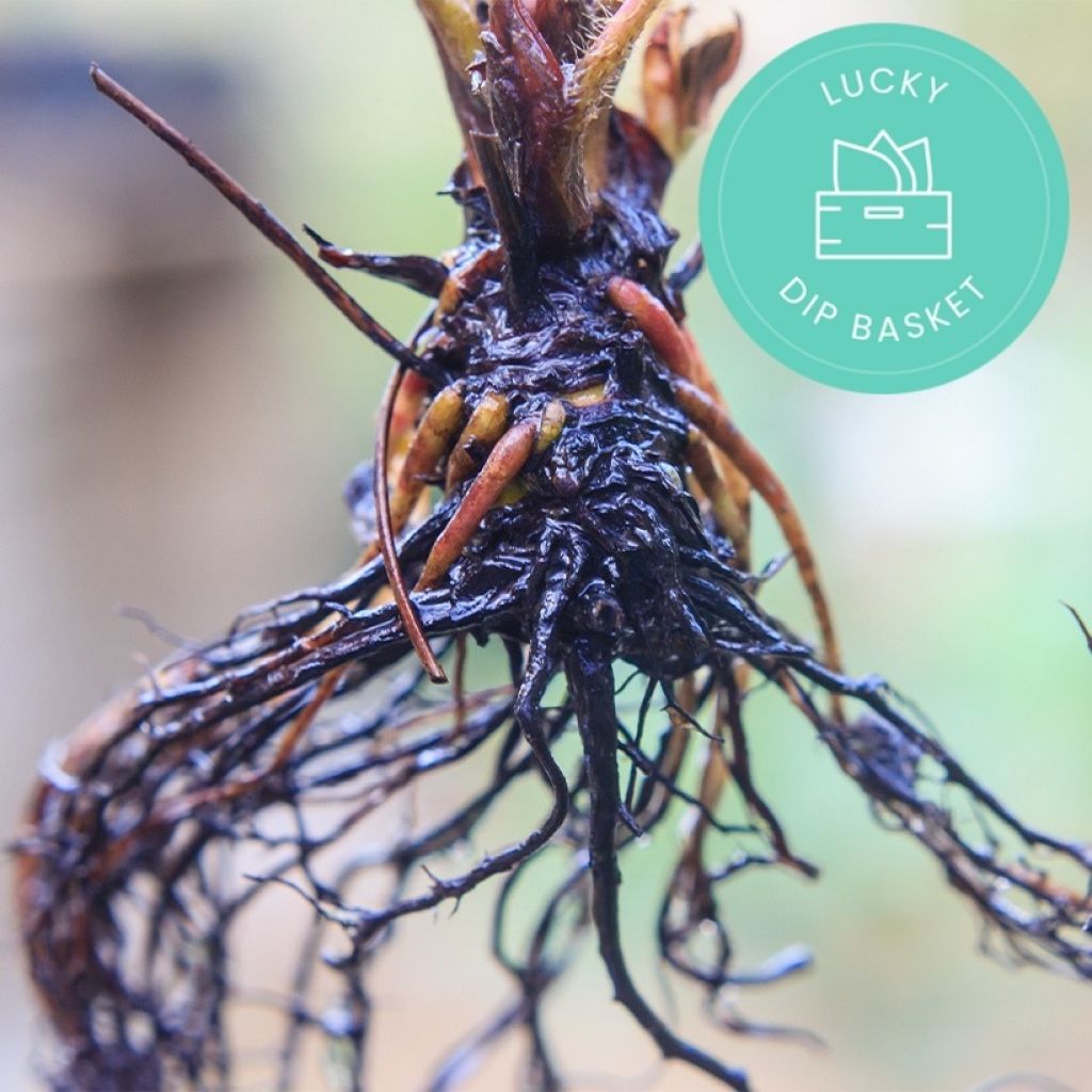 Promesse de Fleurs' anti-waste fruit trees baskets