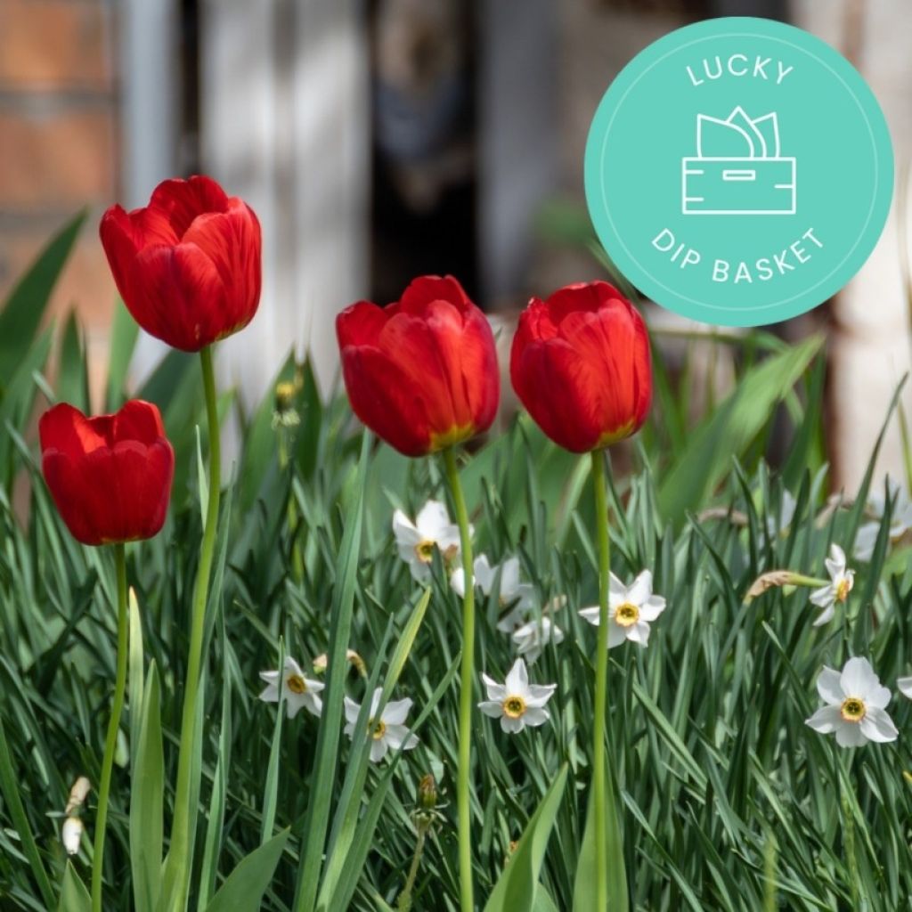 Promesse de Fleurs' anti-waste bulbs basket