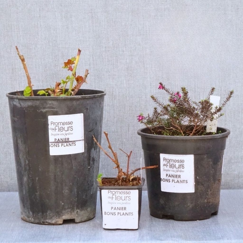 Panier Bons Plants
